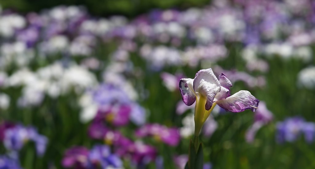 花菖蒲