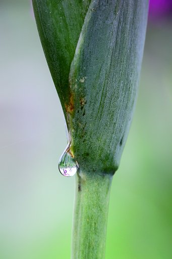 水滴 ハナショウブ 