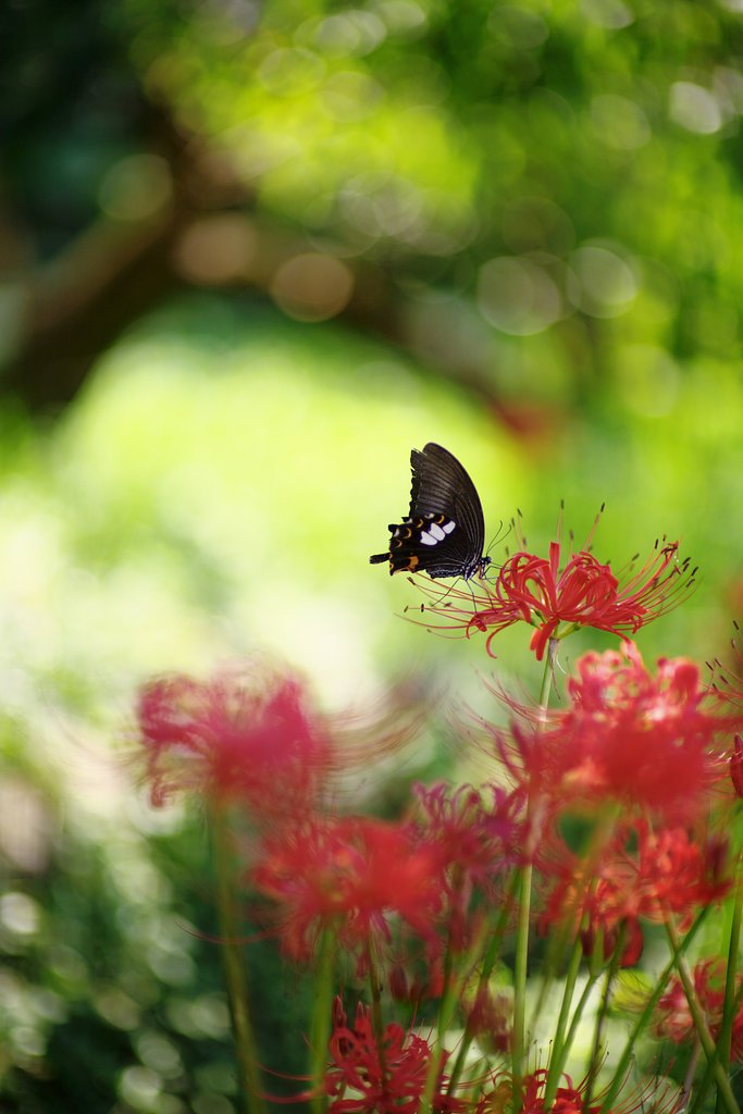 Y/C P85mmF1.2