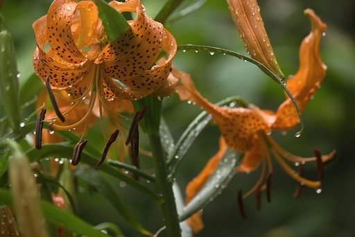雨とユリネ花