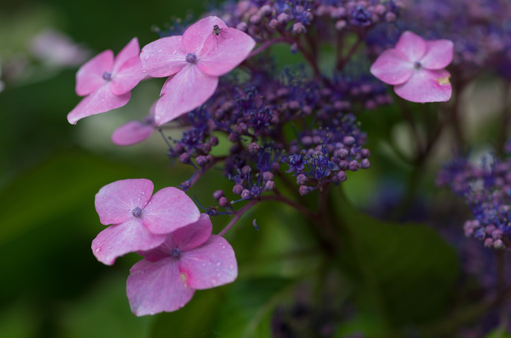 SIGMA MACRO 70mm F2.8