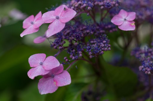SIGMA MACRO 70mm F2.8