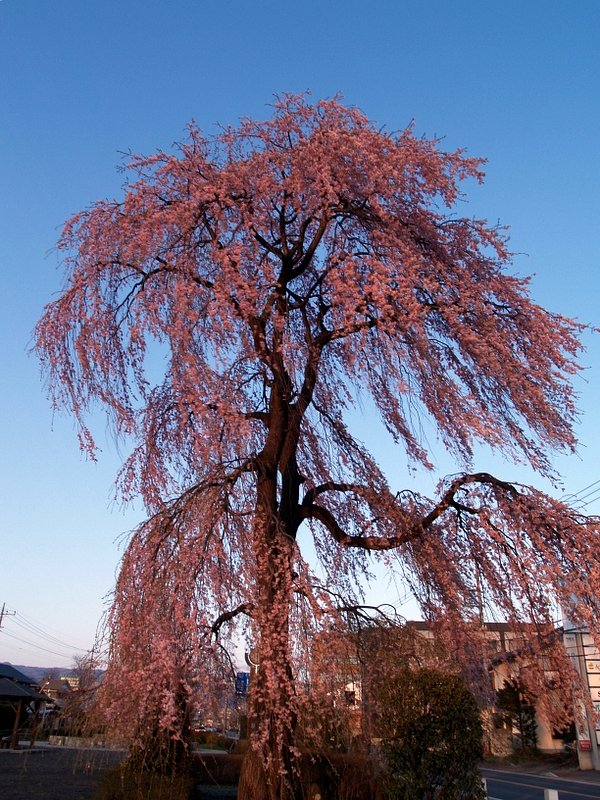 桜はまだかいな　その後の後