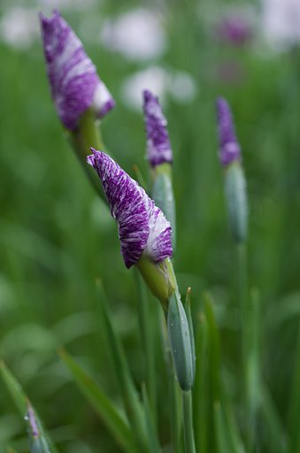 SIGMA MACRO 70mm F2.8