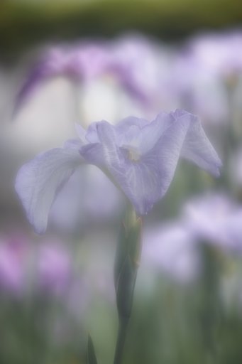 FUJINON・SF　1；5.6/180