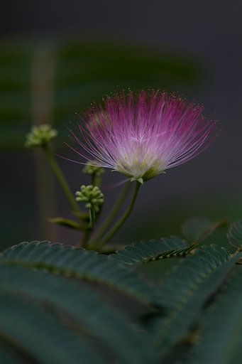 Ef100mm F2.8 L IS MACRO