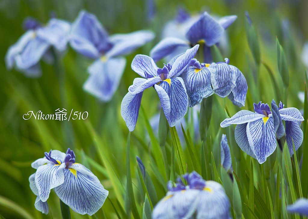 花菖蒲