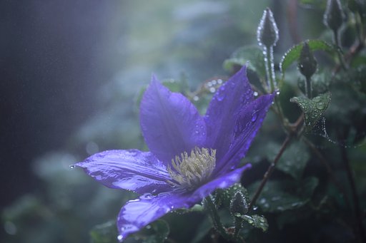 我が家の花