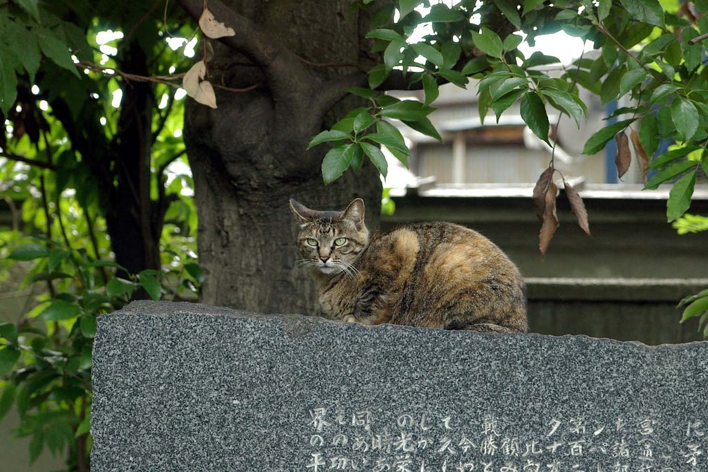 唯我独尊