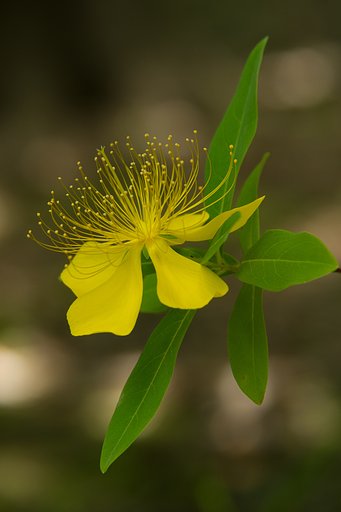 M.ZUIKO 14-150mm F4-5.6 ED
