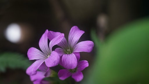 庭に咲く花