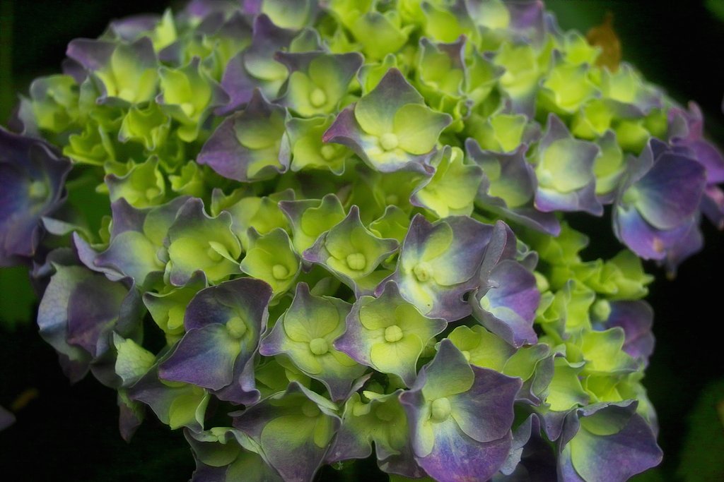 紫陽花#1