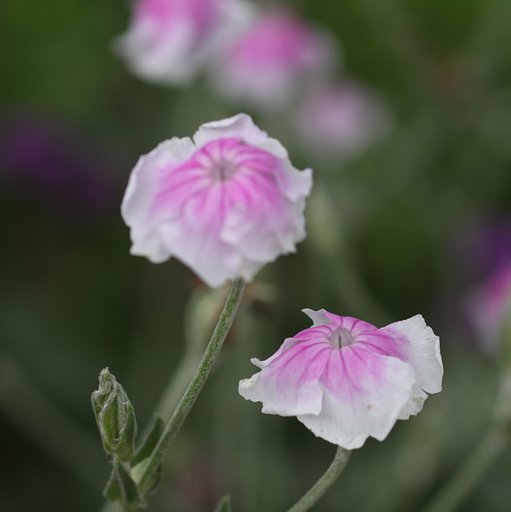 優しい花