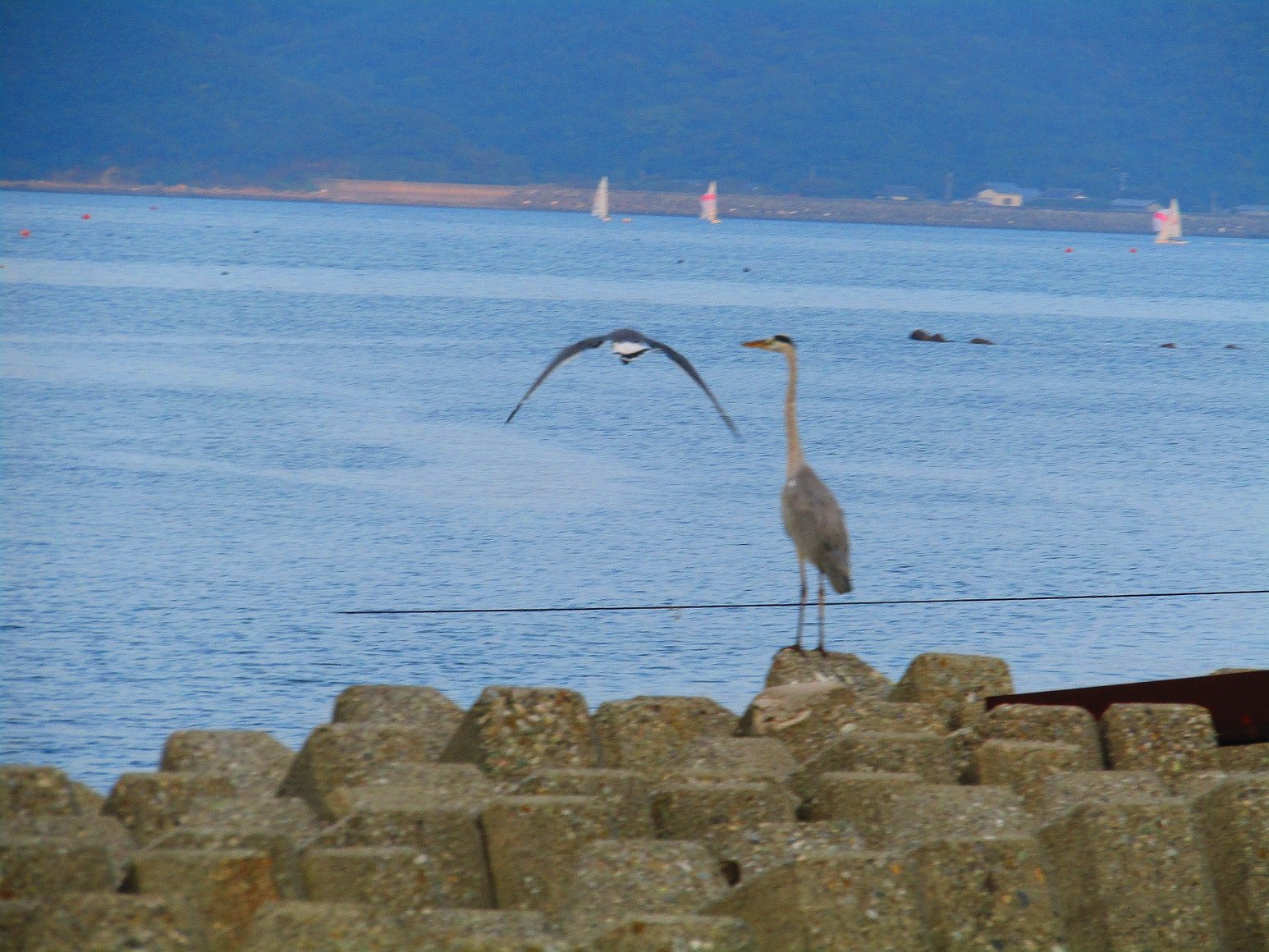 鳴門海峡秋景色は海鳥で決まりました