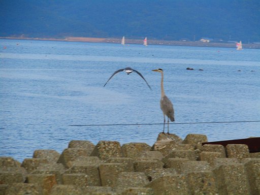 鳴門海峡秋景色は海鳥で決まりました