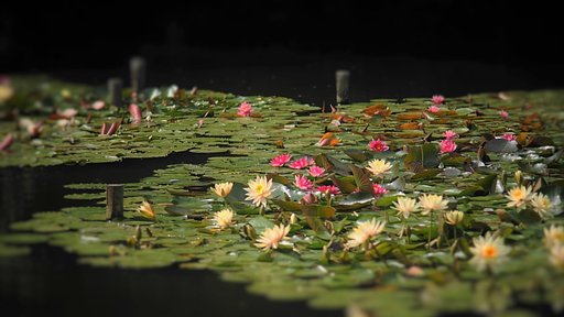 明治神宮にて