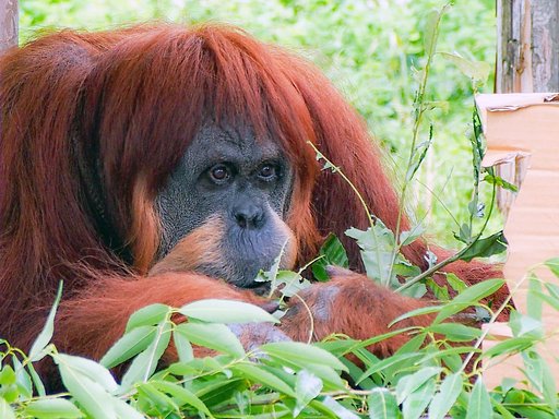 【温】僕たち絶滅危惧種