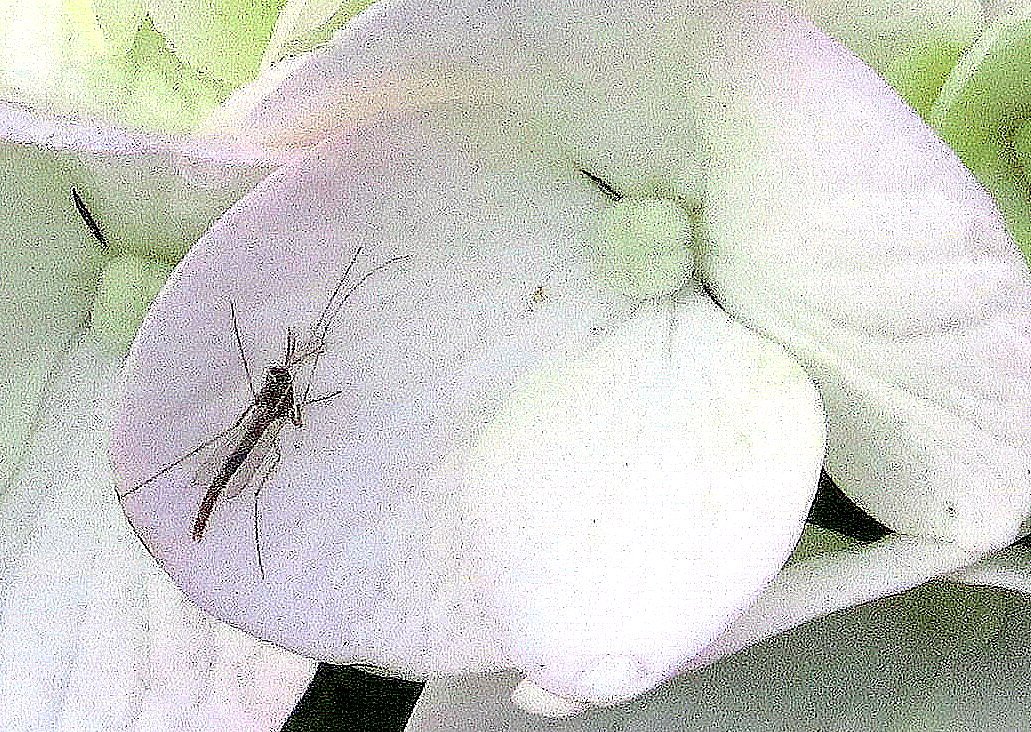 アジサイに留まる虫