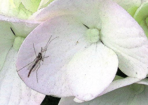 アジサイに留まる虫