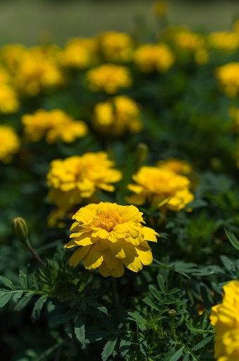 SIGMA 30mm F1.4 DC HSM