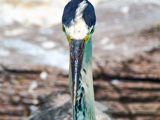 アオサギ