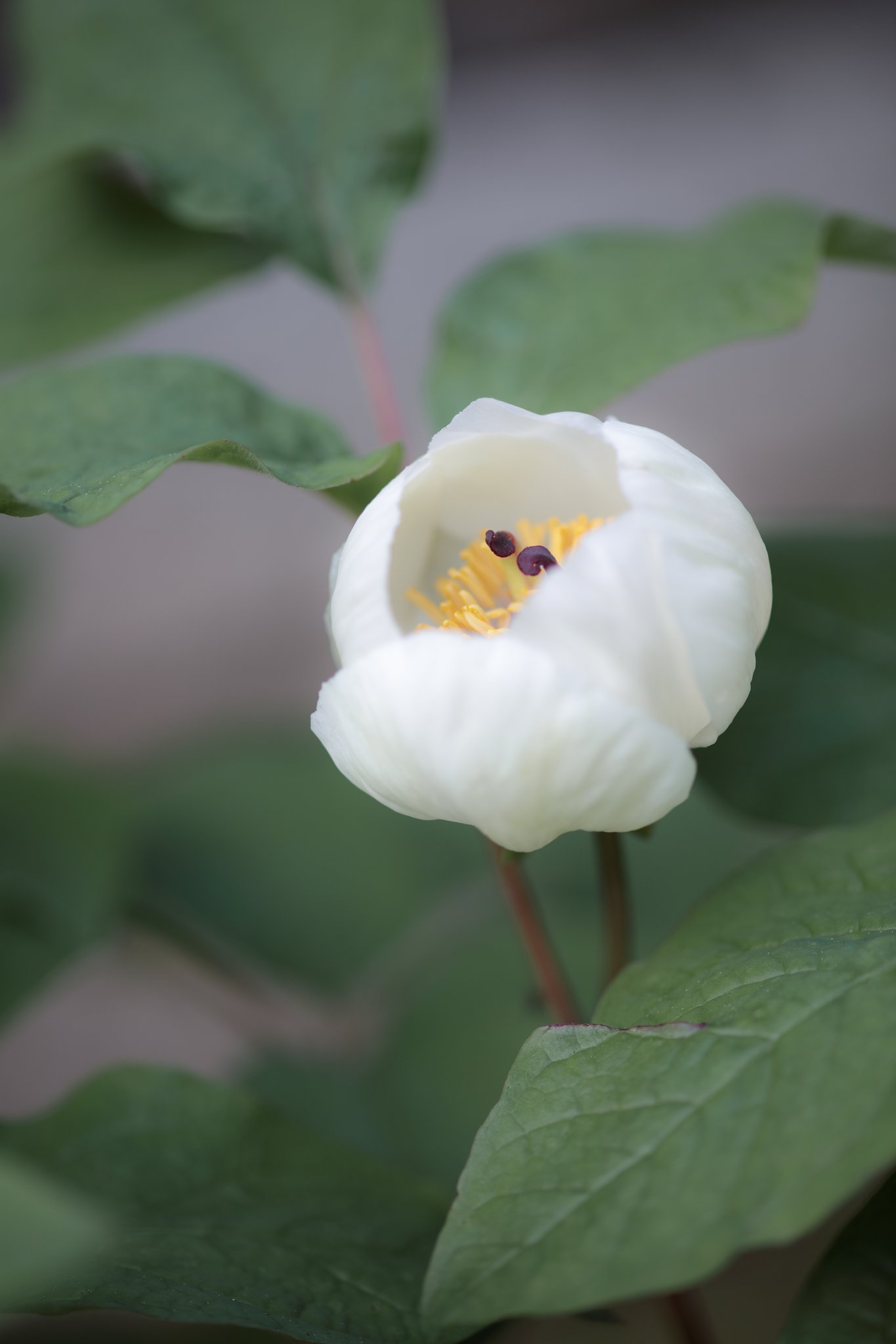 芍薬？
