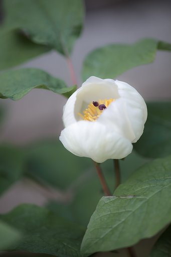 芍薬？