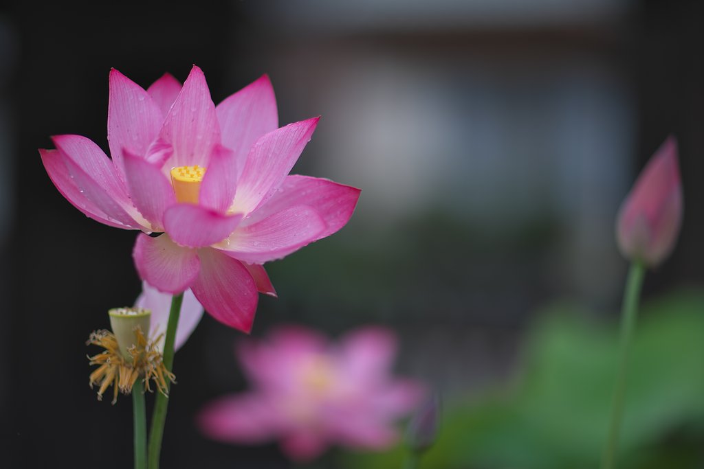 EF85 F1.2LⅡ