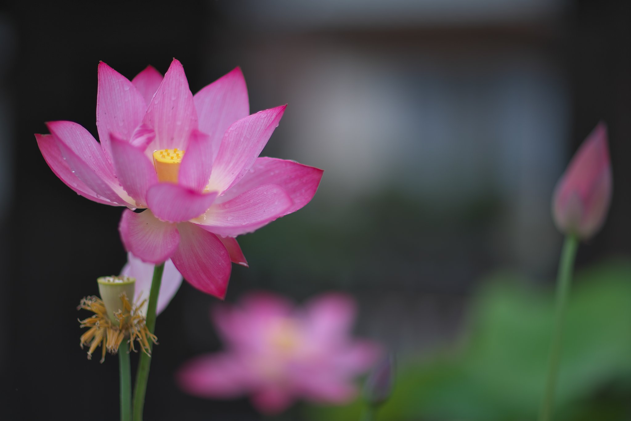 EF85 F1.2LⅡ