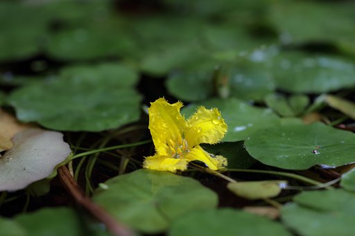 CONTAX 645 APO-Makro Planar 120mm F4 