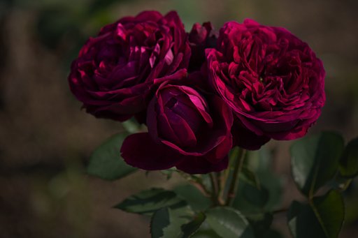 【Purple】 The Prince
