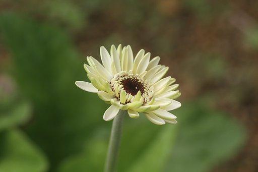 キク科の花