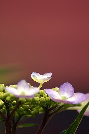 やっと紫陽花　＃１