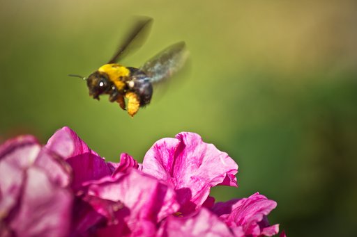 熊蜂と薔薇