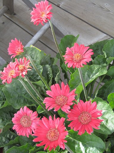 綺麗な花は　キンセンカかな　見事です