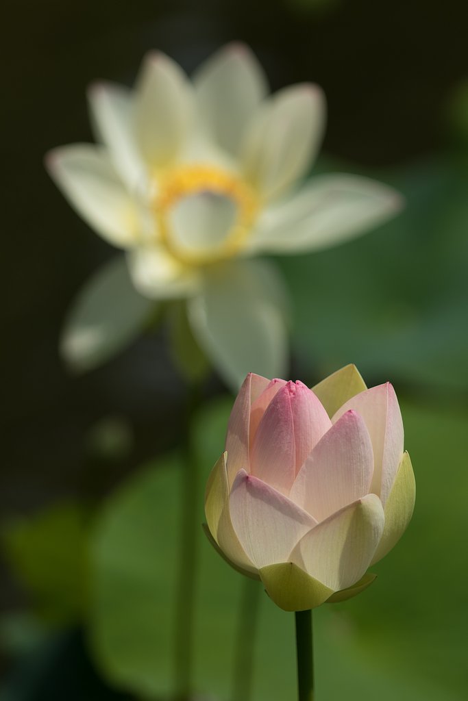 EF70-200mm F2.8 L