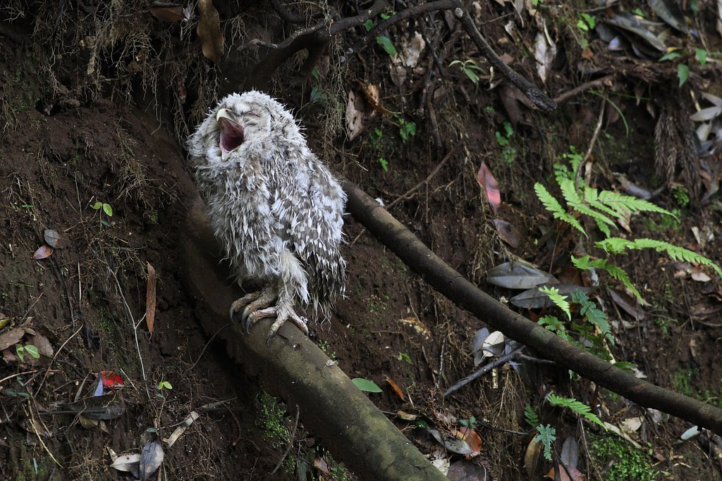 フクロウ巣立ち雛