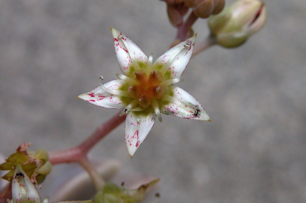 オボロヅキの花