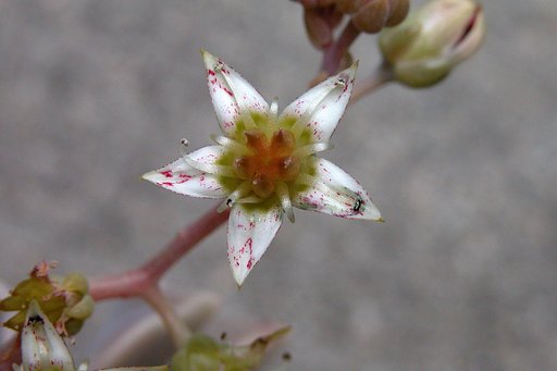 オボロヅキの花
