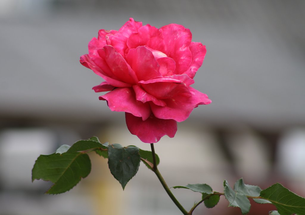 畑の隣家の薔薇です。