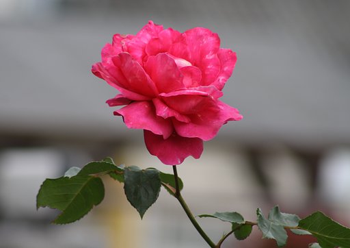 畑の隣家の薔薇です。