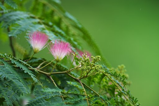 EF500mm F4L IS＋EF1.4Ⅲ