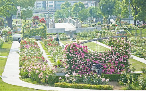 中之島のバラ園