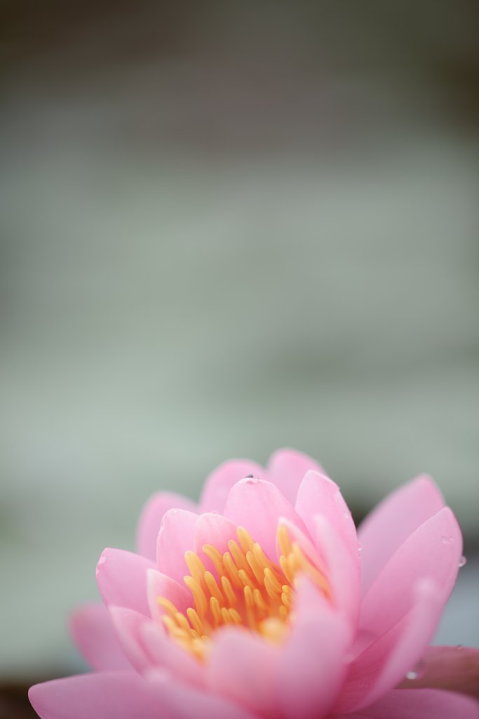 睡蓮