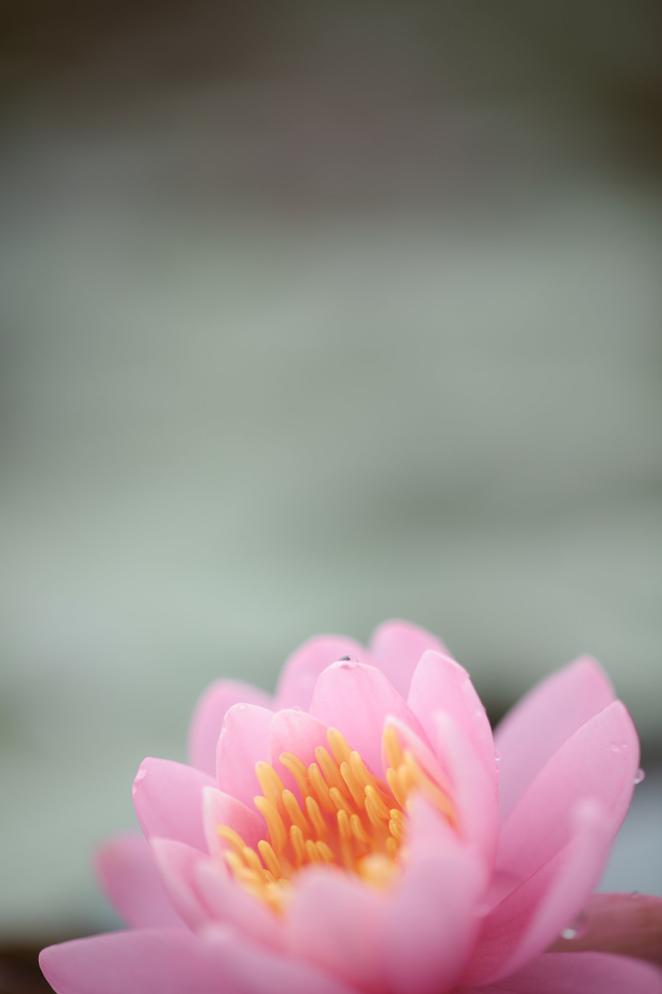 睡蓮