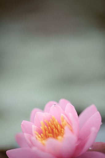 睡蓮