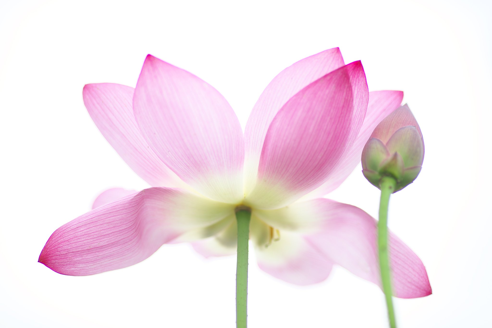 蓮花3