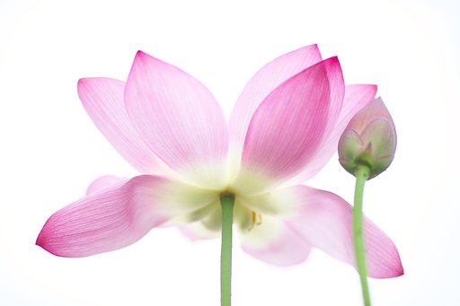 蓮花3