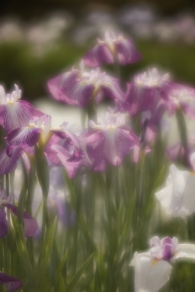 菖蒲