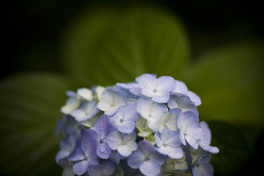 では紫陽花を...